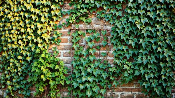 Top 5 idées de plantes grimpantes pour une déco bohème chic