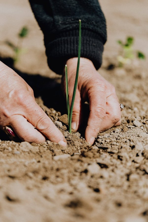 Conseils pour choisir les plantes d'un petit jardin