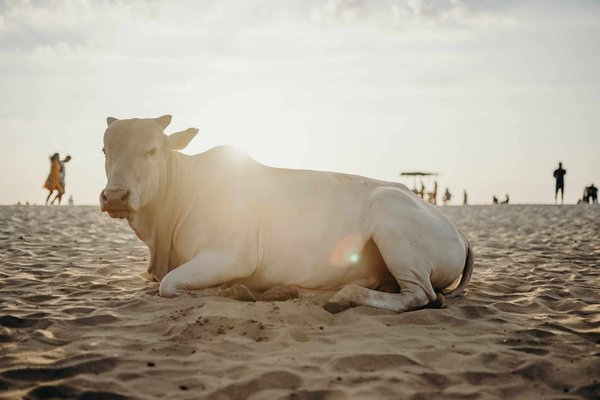 Quel est l'animal spirituel ?