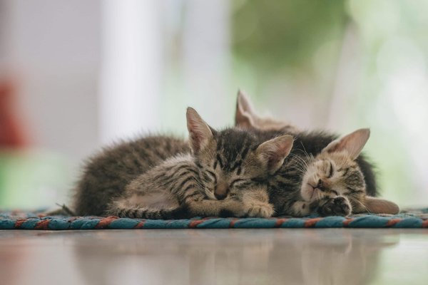 Quelle race de chat calme et câlin ?