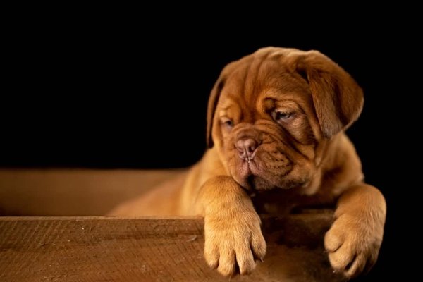 Pourquoi il ne faut pas regarder les chiens dans les yeux ?