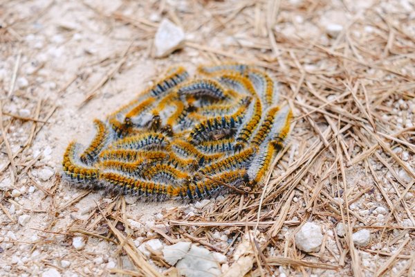 Piège à chenille processionnaire : conseils pour une meilleure application