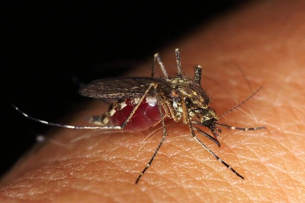 Des solutions anti-nuisibles pour un environnement sain